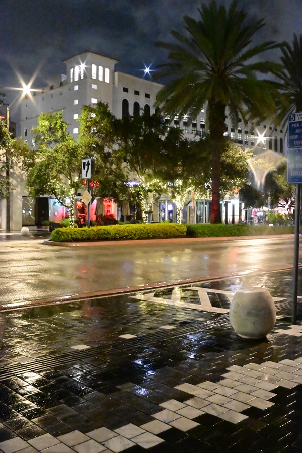Palms and streetlights reflected in a puddle