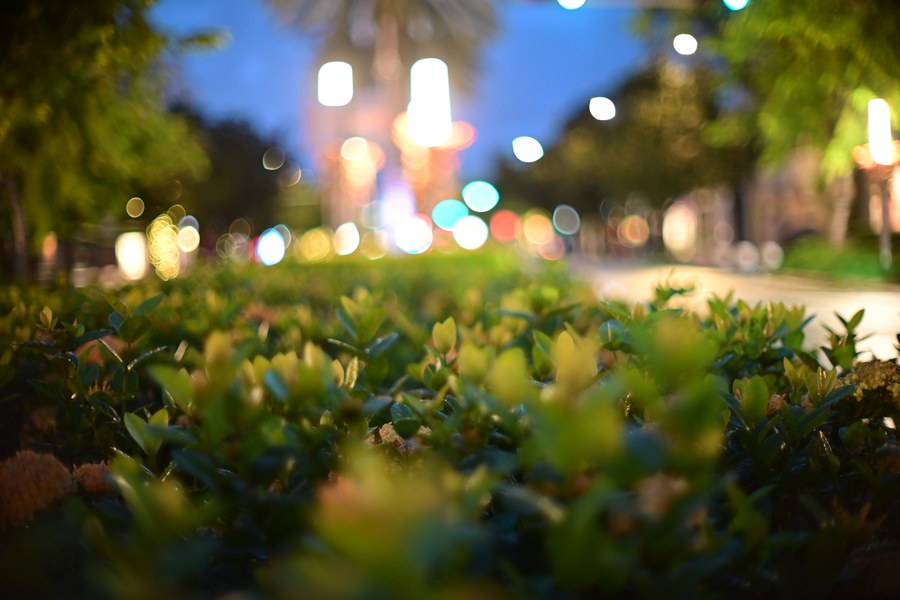 Leaves and soft streetlights at night